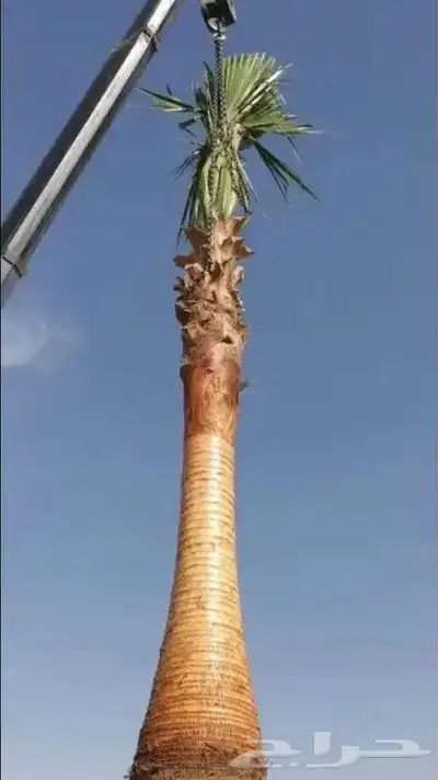 نخل متوفر لدينا وبسعر مناسب 1