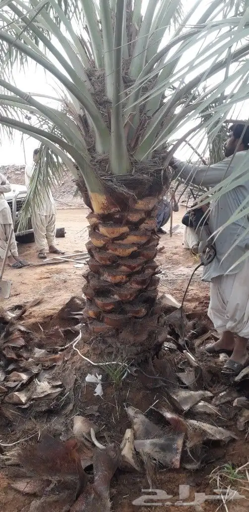 نقايل وجثايث نخل للبيع جميع الانواع 4