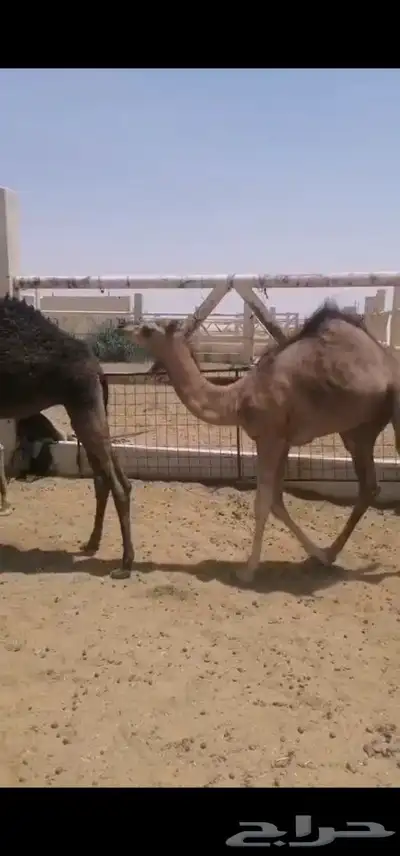 حاشي لباني( تم البيع) 0