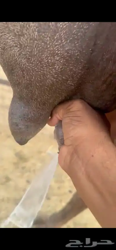 خلفه مصغر للبيع 1