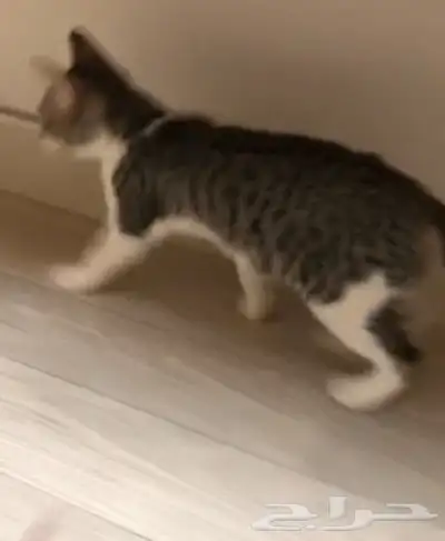 قطط للتبني 2