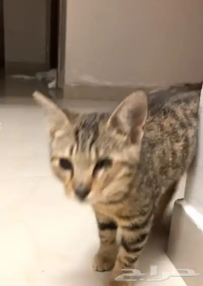 قطط للتبني 3
