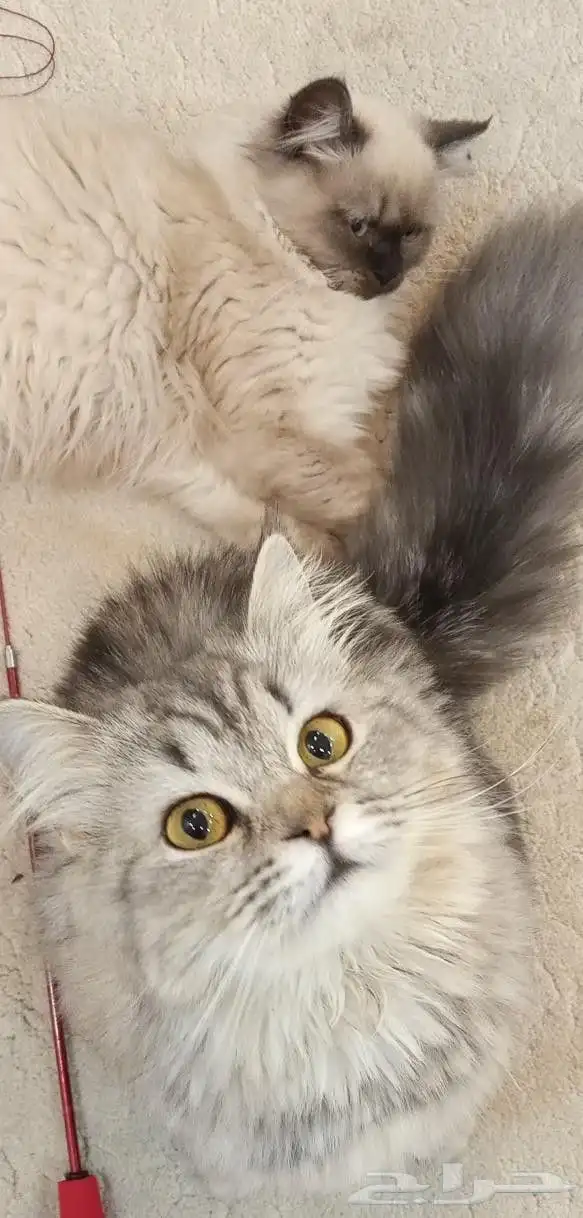 قطة انثى هيملايا شيرازي للبيع 1