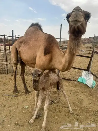 خلفه مصغر للبيع 2