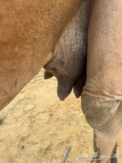 خلفه مصغر للبيع 0