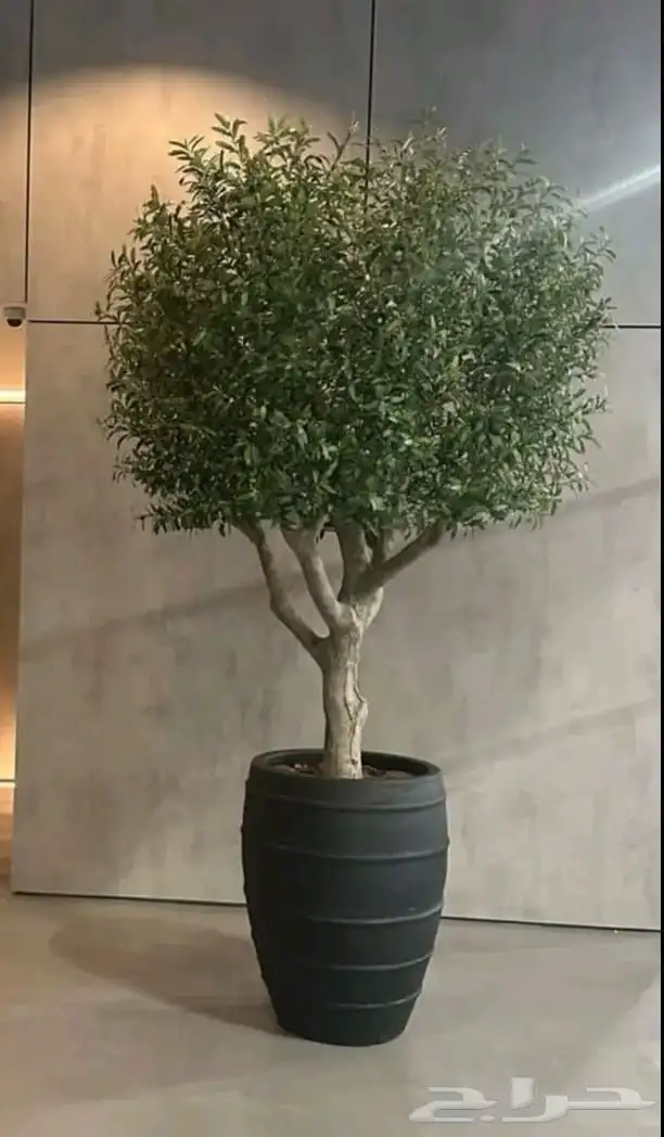 شجر زيتون جميع المقاسات 2