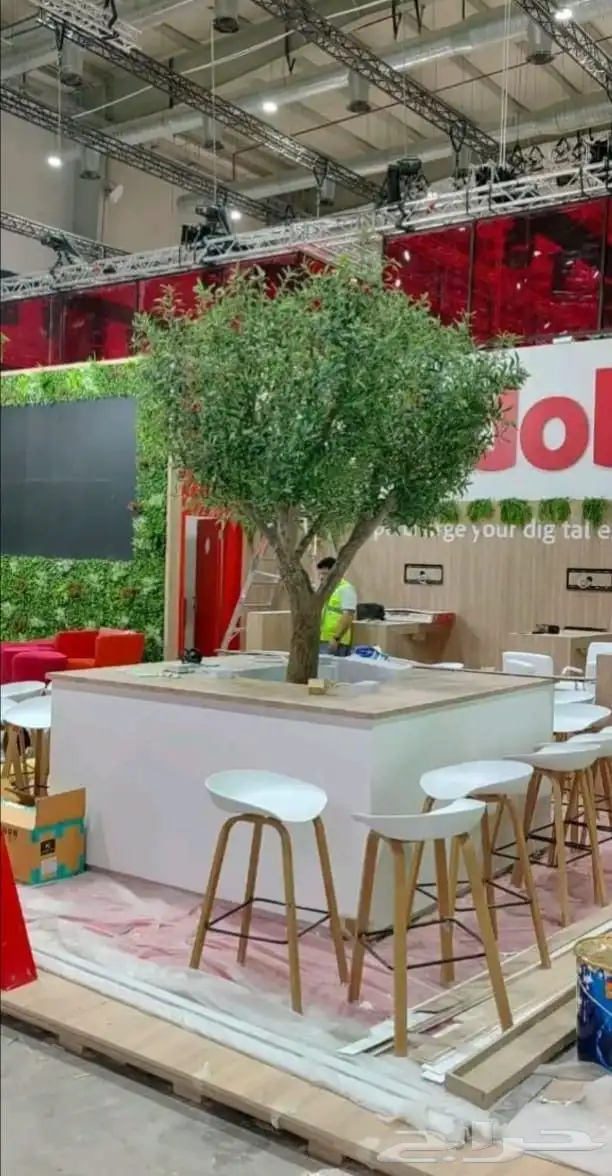 شجر زيتون جميع المقاسات 1