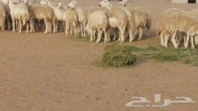 خال مقاني صنف الصنف 60 راس 5