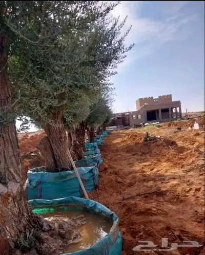 شجر زيتون 0