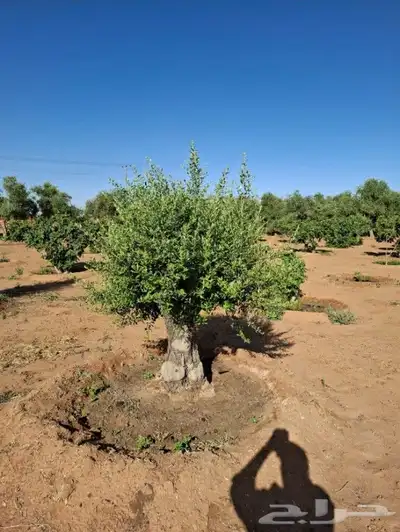 شجر زيتون معمر 7