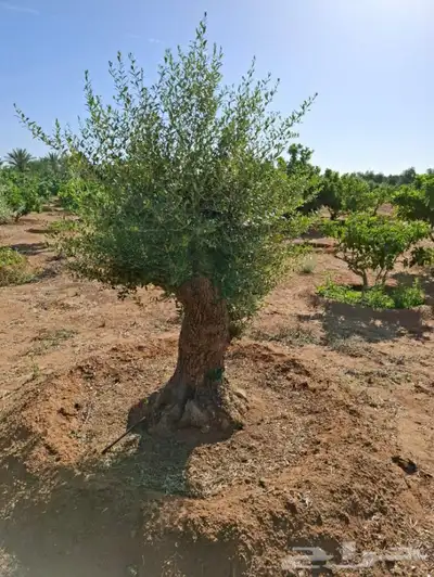 شجر زيتون معمر 4