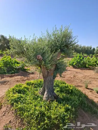 شجر زيتون معمر 0