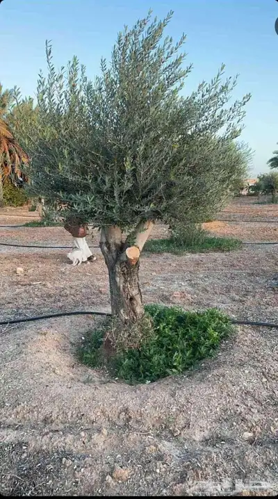 ابو النووور لتوريد كافه انواع الزيتون بكافةالمقاسات والاحجام 3
