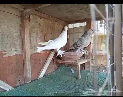 حمام صنعاني 2