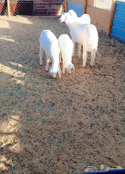 ذبايح حريات 2
