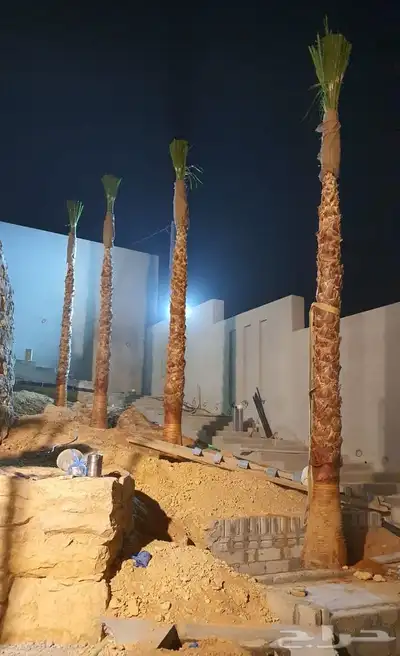 نخل واشنطني زينه 1