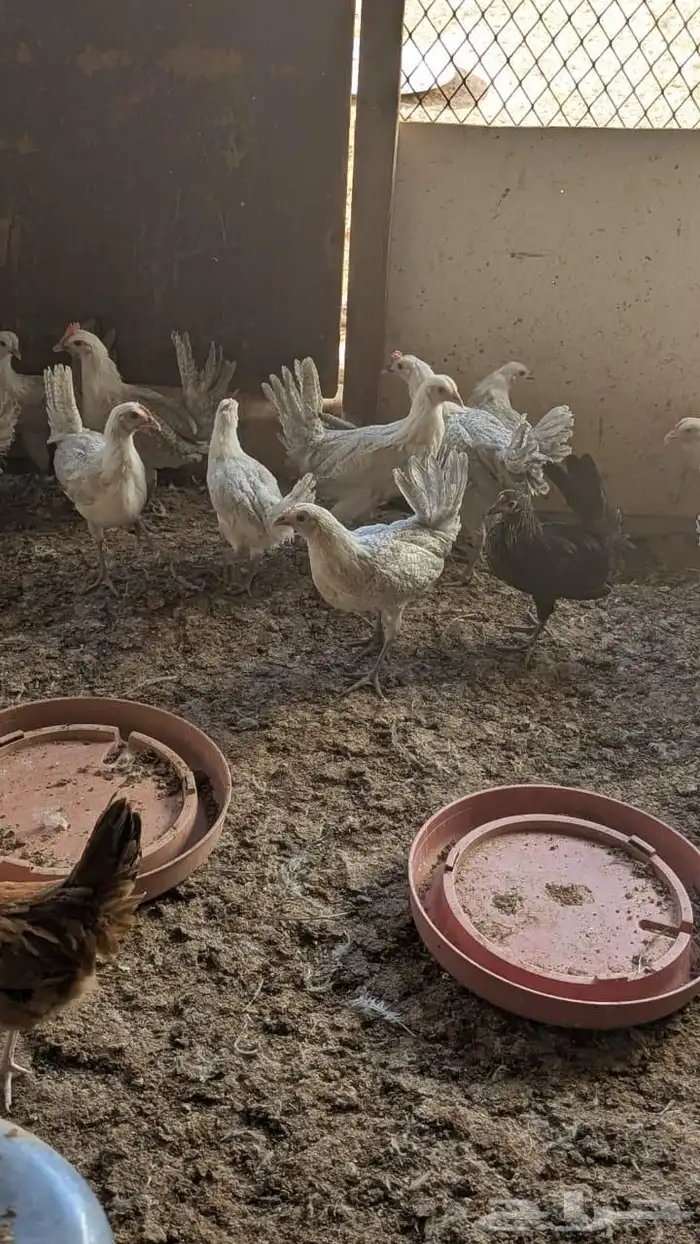 دجاج فيومي المنيوم للبيع العمر شهرين محصن وماخذ فيتامينات 0
