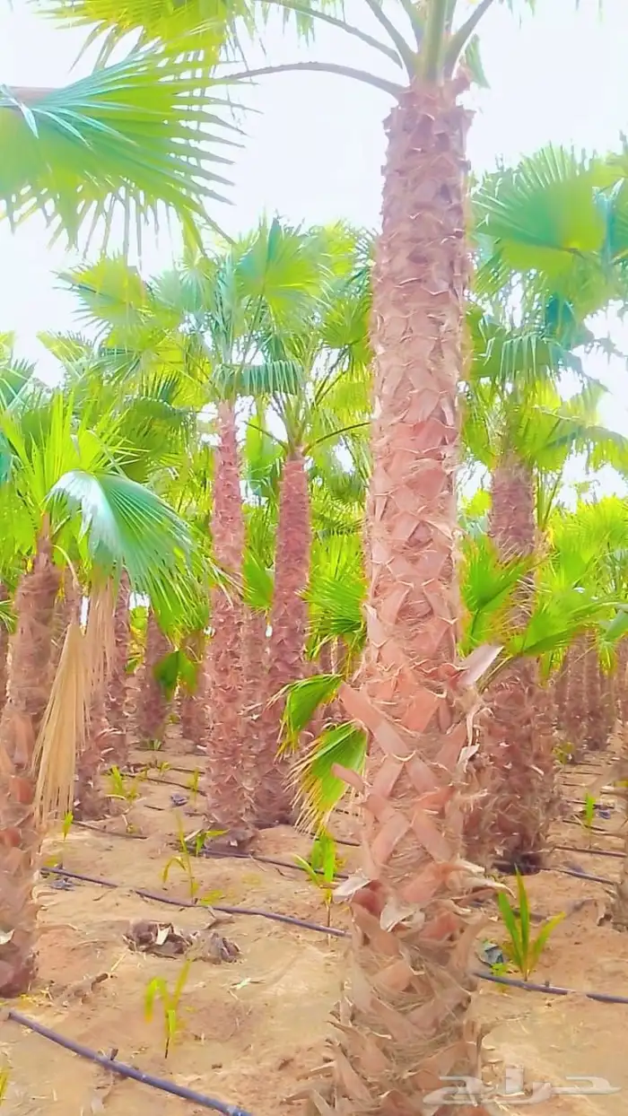 نخل واشنطنيا زينه 7