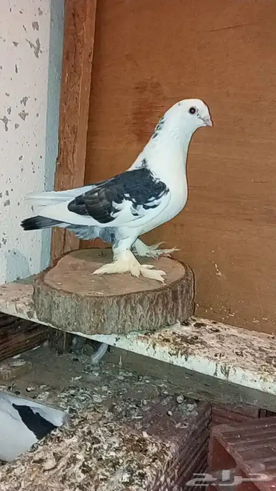 للبيع حمام طيار باكستاني 14