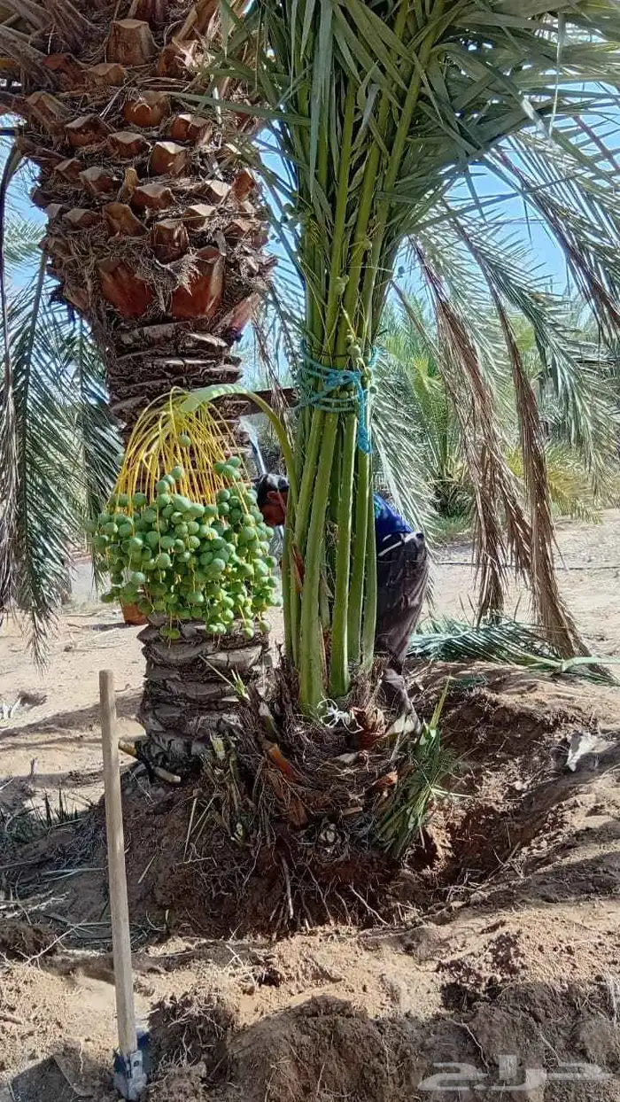 يوجد لدينا جميع انواع النخيل 6