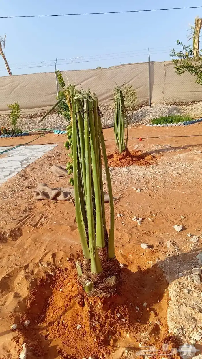يوجد لدينا جميع انواع النخيل 2