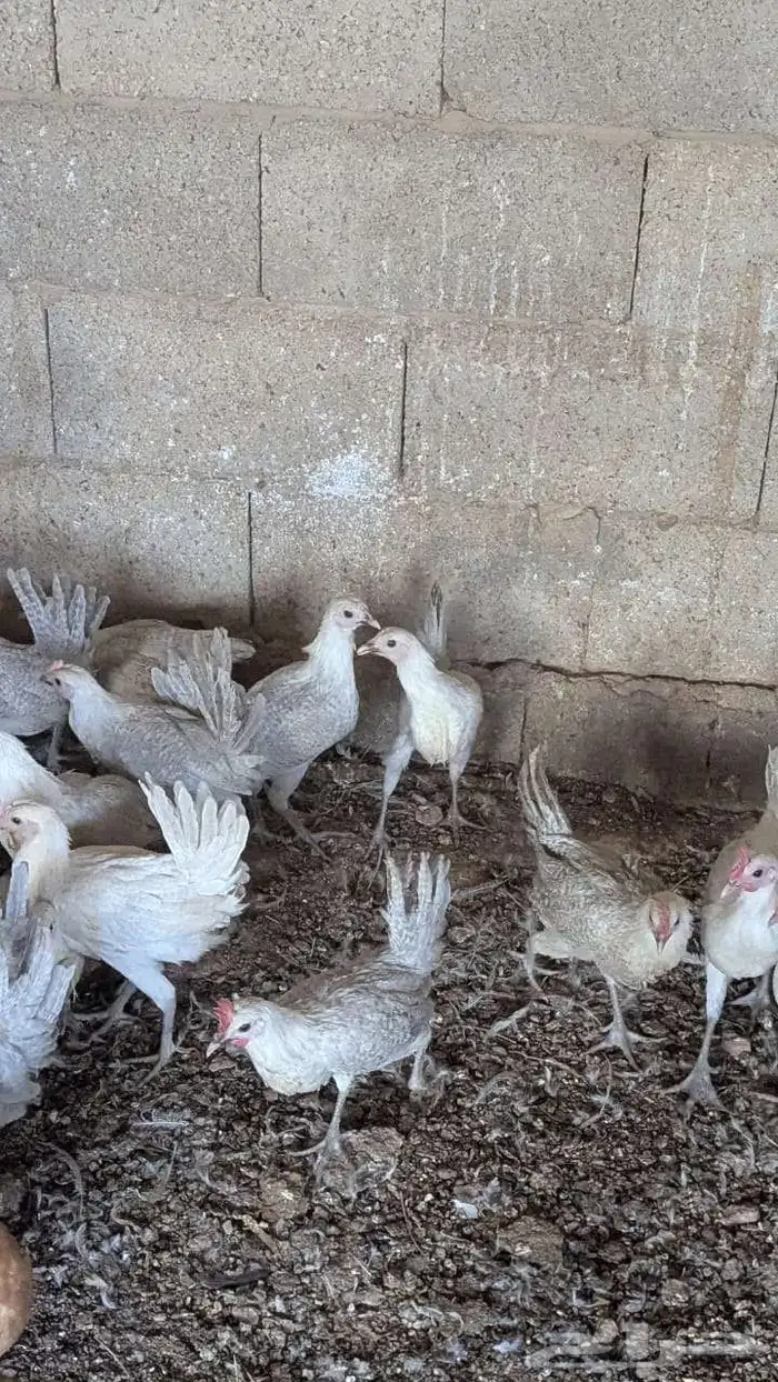 دجاج فيومي المنيوم للبيع العمر شهرين محصن وماخذ فيتامينات 3