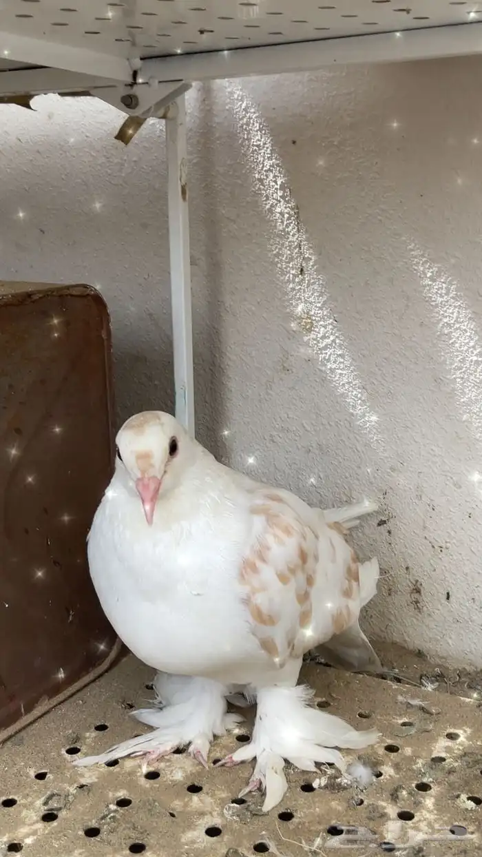ذكور سيراجي 0