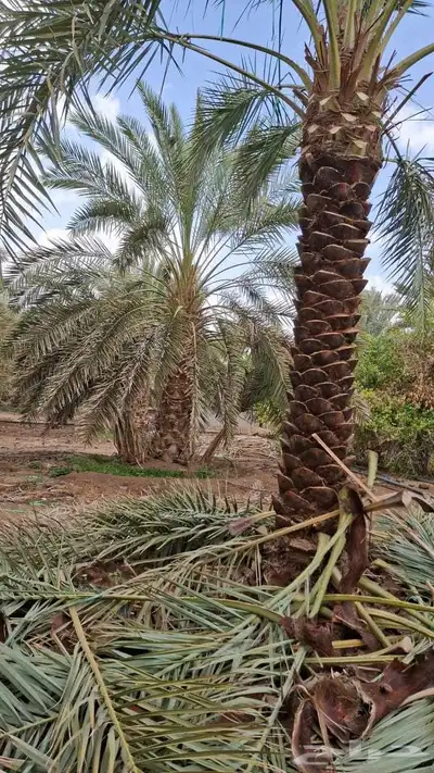 نقايل للبيع بجميع انواعها 2