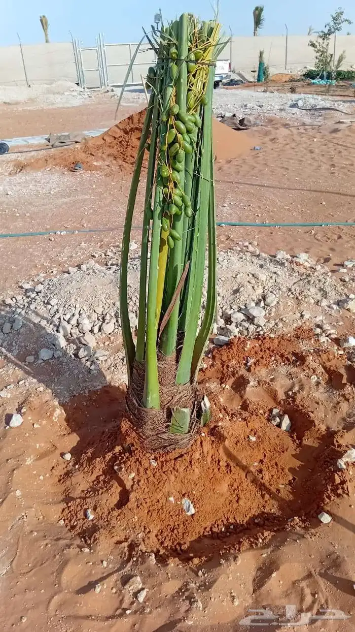 يوجد لدينا جميع انواع النخيل 1