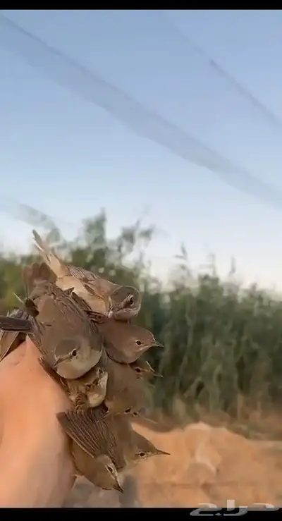شبك دخل طيور 0
