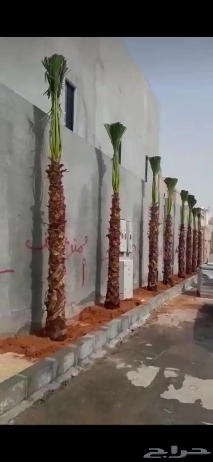 مزرعة الياسمين 8