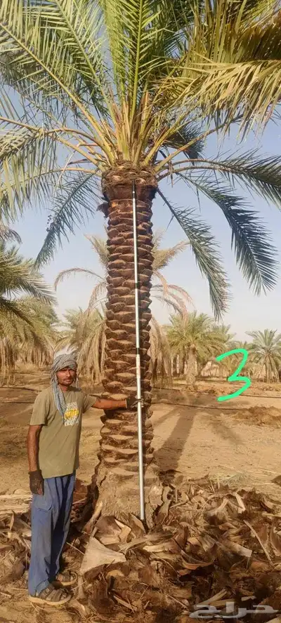 توريد نخل فسايل جثايث نقايل صقعي مجدول سكري 2