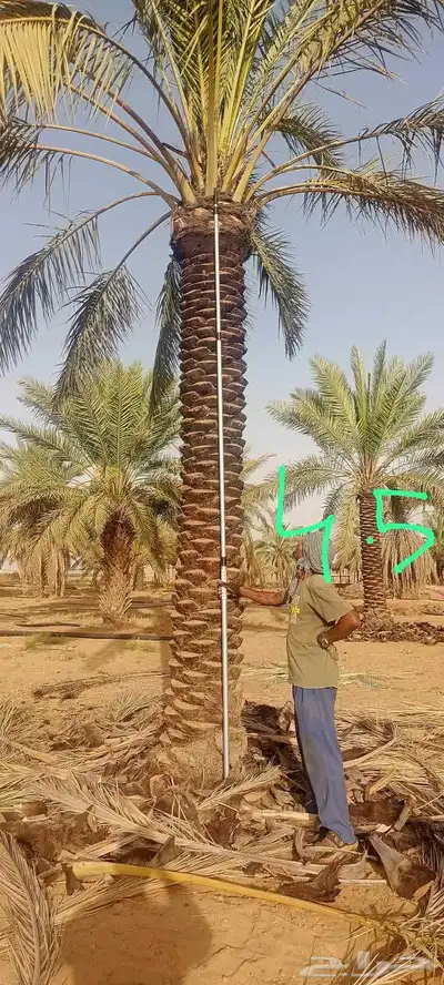 توريد نخل فسايل جثايث نقايل صقعي مجدول سكري 1