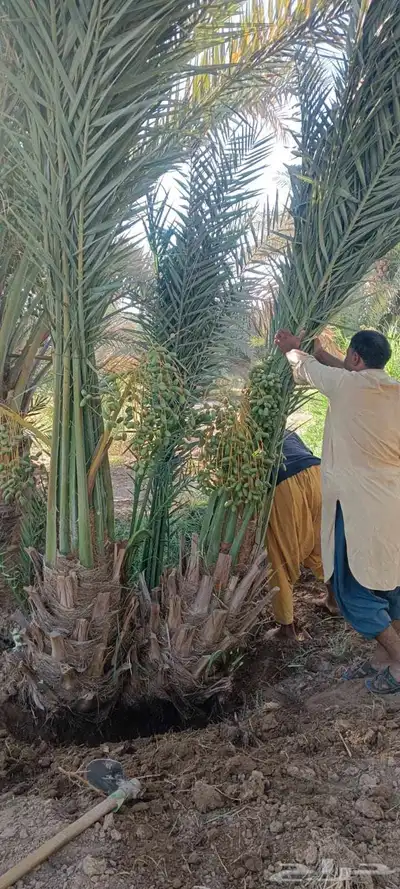 فسايل خلاص مثمره للبيع 5000 الف نخله فروخ نخيل 2