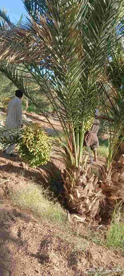 فسايل خلاص مثمره للبيع 5000 الف نخله فروخ نخيل 1