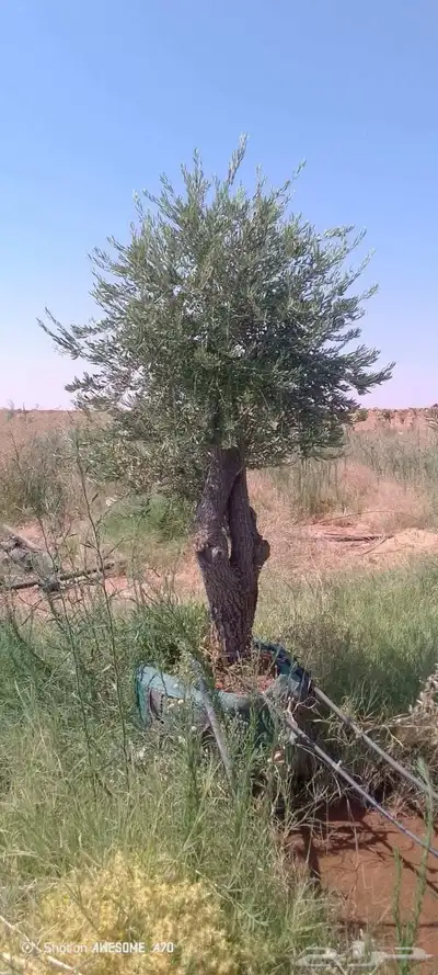 شجر زيتون معمر 1