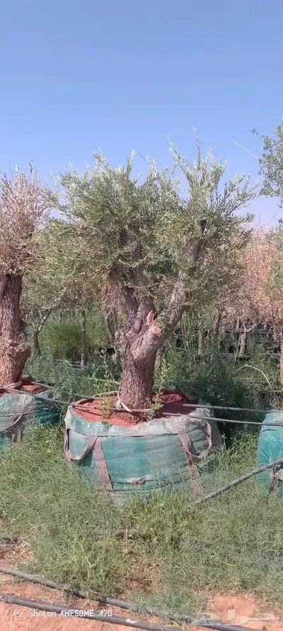 شجر زيتون معمر 2
