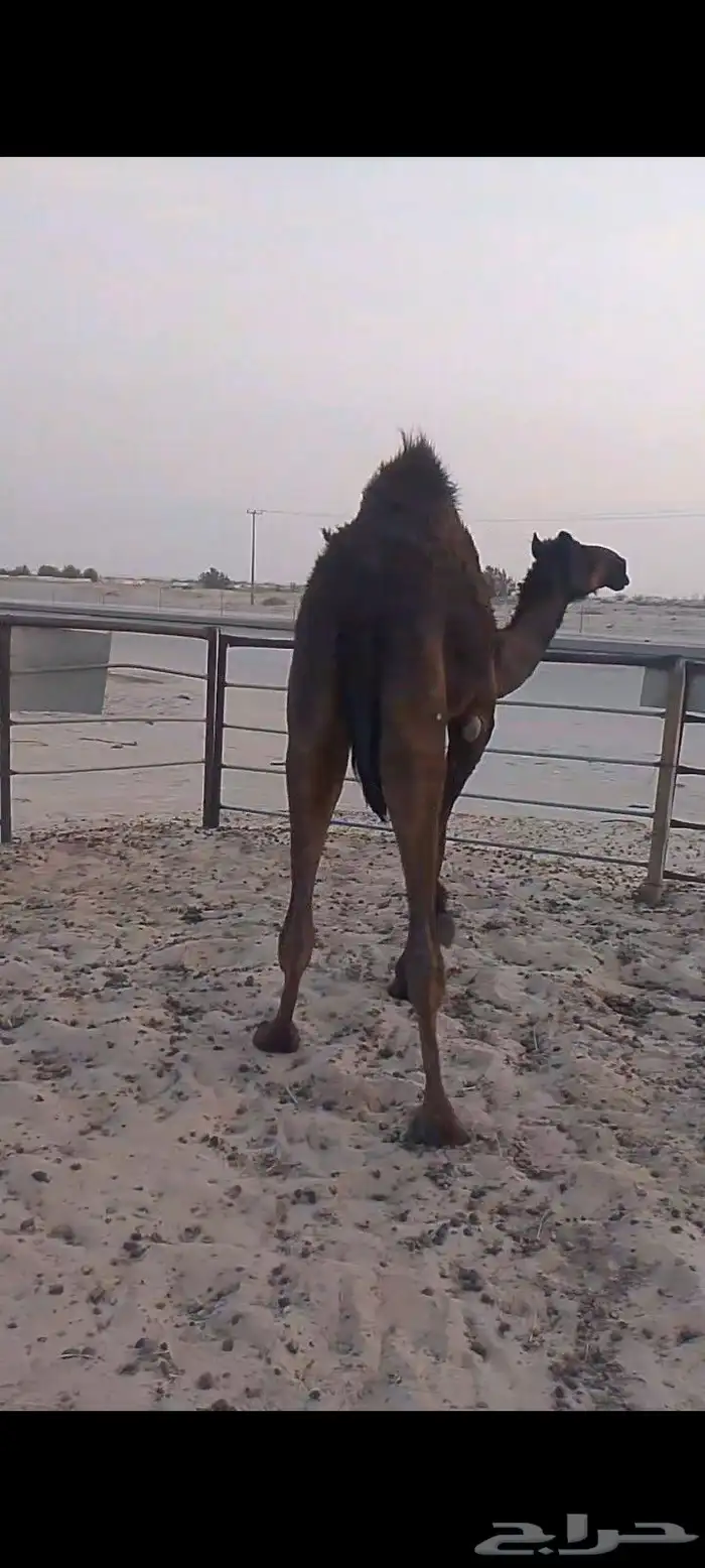 قعود عمره سنه 3شهر سمين فل بري 0
