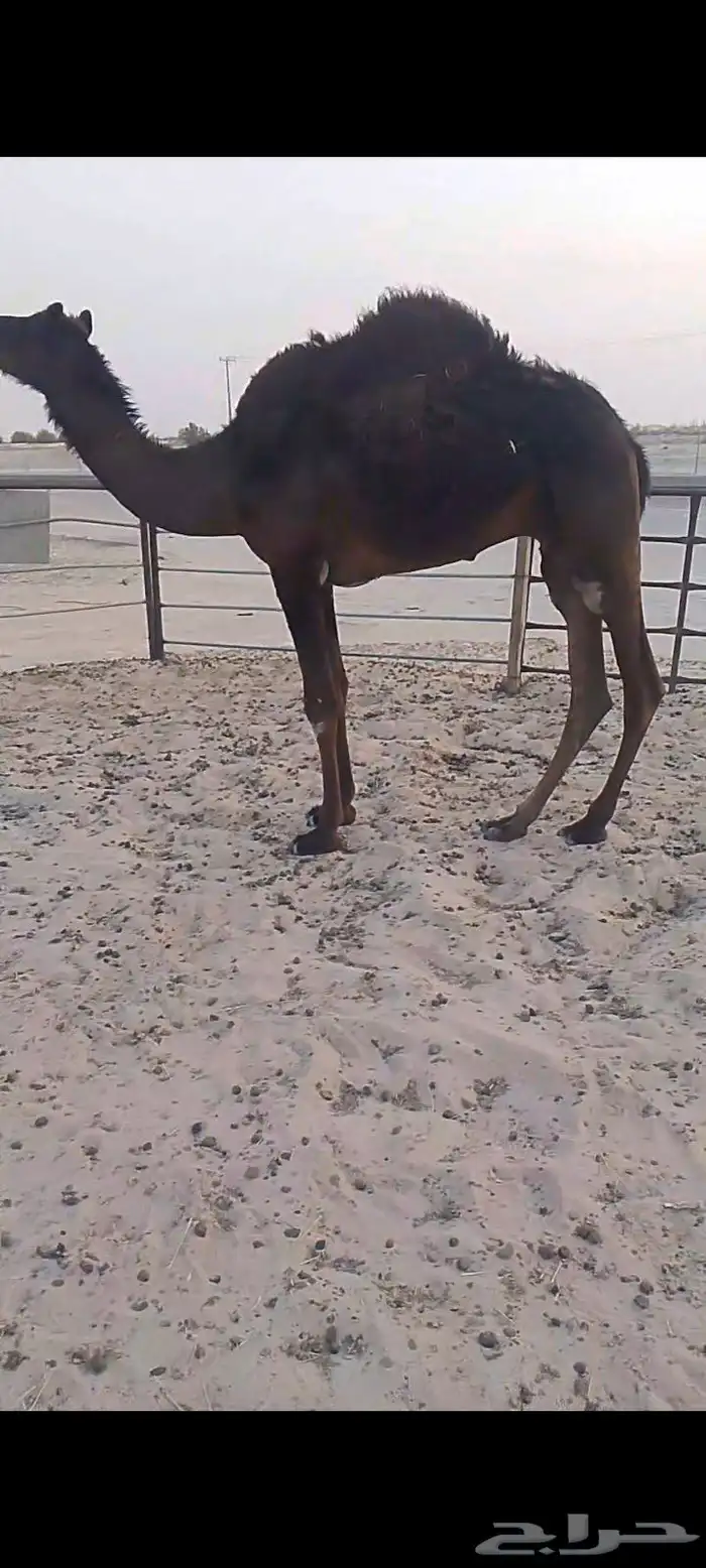 قعود عمره سنه 3شهر سمين فل بري 1