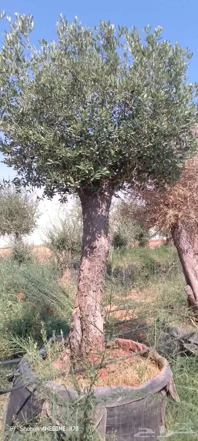 شجر زيتون معمر 6