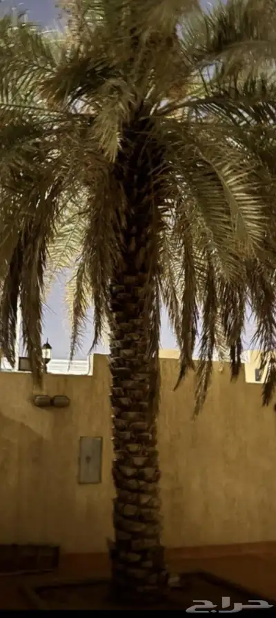 توريد نخل فسايل جثايث نقايل صقعي مجدول سكري 3