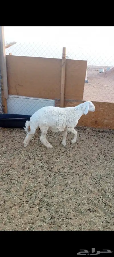 ذبايح حريات 1