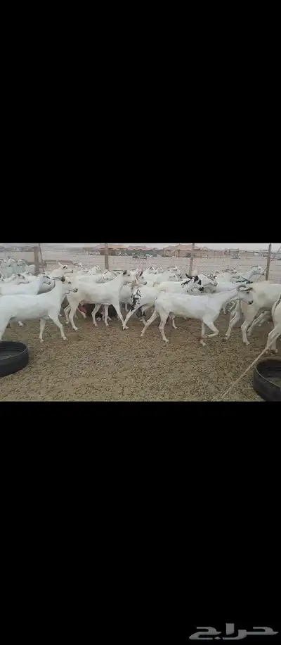 معز صنف بيشبه العدد 40 1