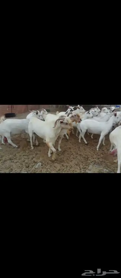 معز صنف بيشبه العدد 40 6