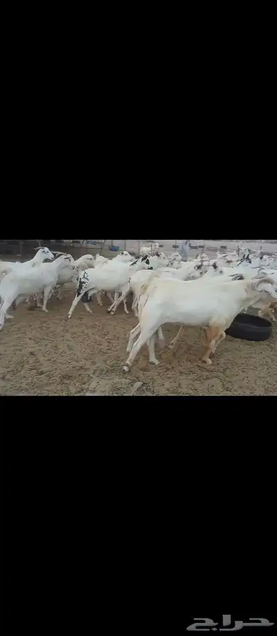 معز صنف بيشبه العدد 40 7