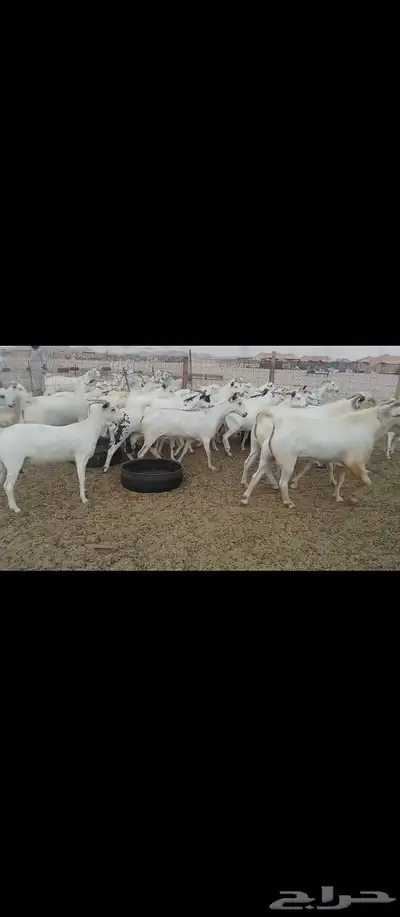 معز صنف بيشبه العدد 40 8