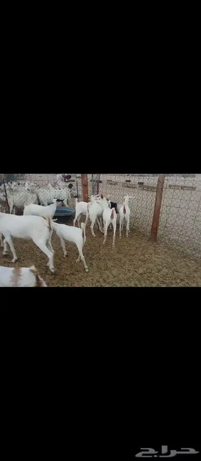 معز صنف بيشبه العدد 40 4