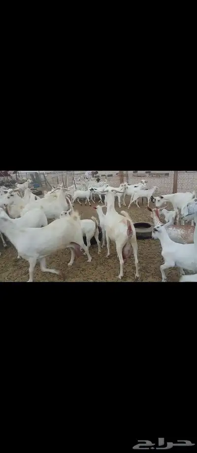 معز صنف بيشبه العدد 40 5