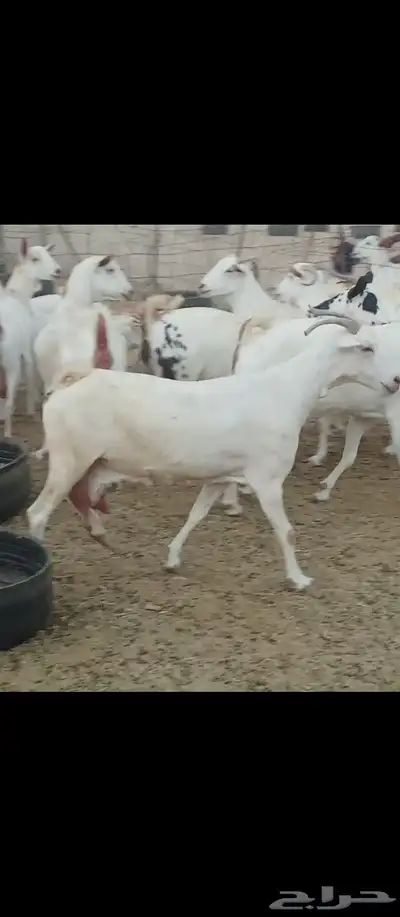 معز صنف بيشبه العدد 40 9