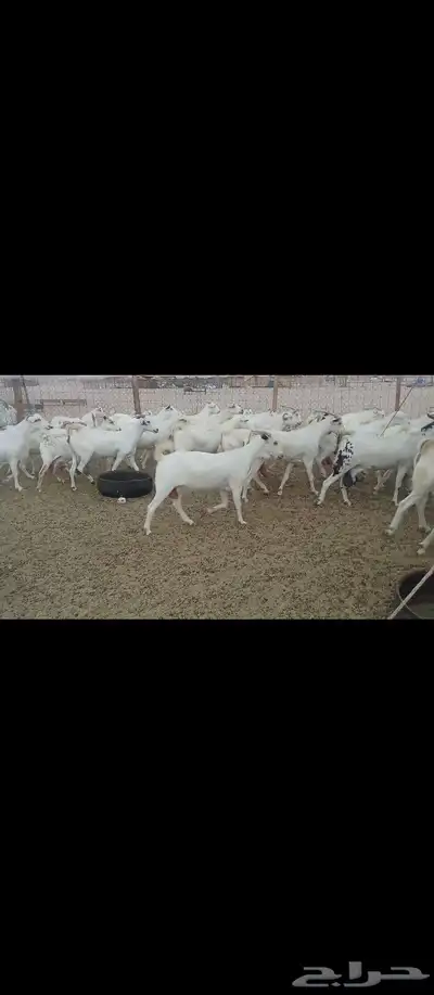 معز صنف بيشبه العدد 40 2